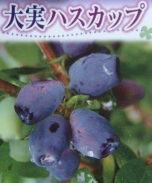 北の蝦夷 大実ハスカップ苗木　(蝦夷山葡萄苗木セット) 北の蝦夷 大実ハスカップ苗木 (蝦夷山葡萄苗木セット)